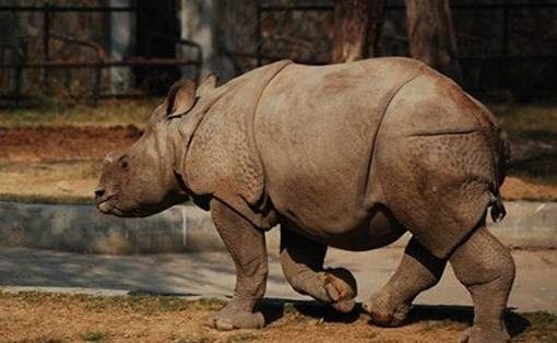 Lucknow zoo, Rhinoceros, Rhinoceros Lohit, Rhinoceros Lohit died in Lucknow zoo, Lucknow zoo loses its alone Rhinoceros Lohit, Nawab Wajid Ali Shah Zoological Garden, Uttar Pradesh news, Regional news