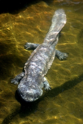 World's largest amphibians face imminent threat of extinction - Live