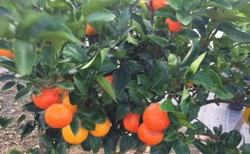 Fruit salad Tree, Different kind of Trees, Fruit Trees, Vegetable trees, Vegetable Salad, Fruit salads, Weird news, Offbeat news