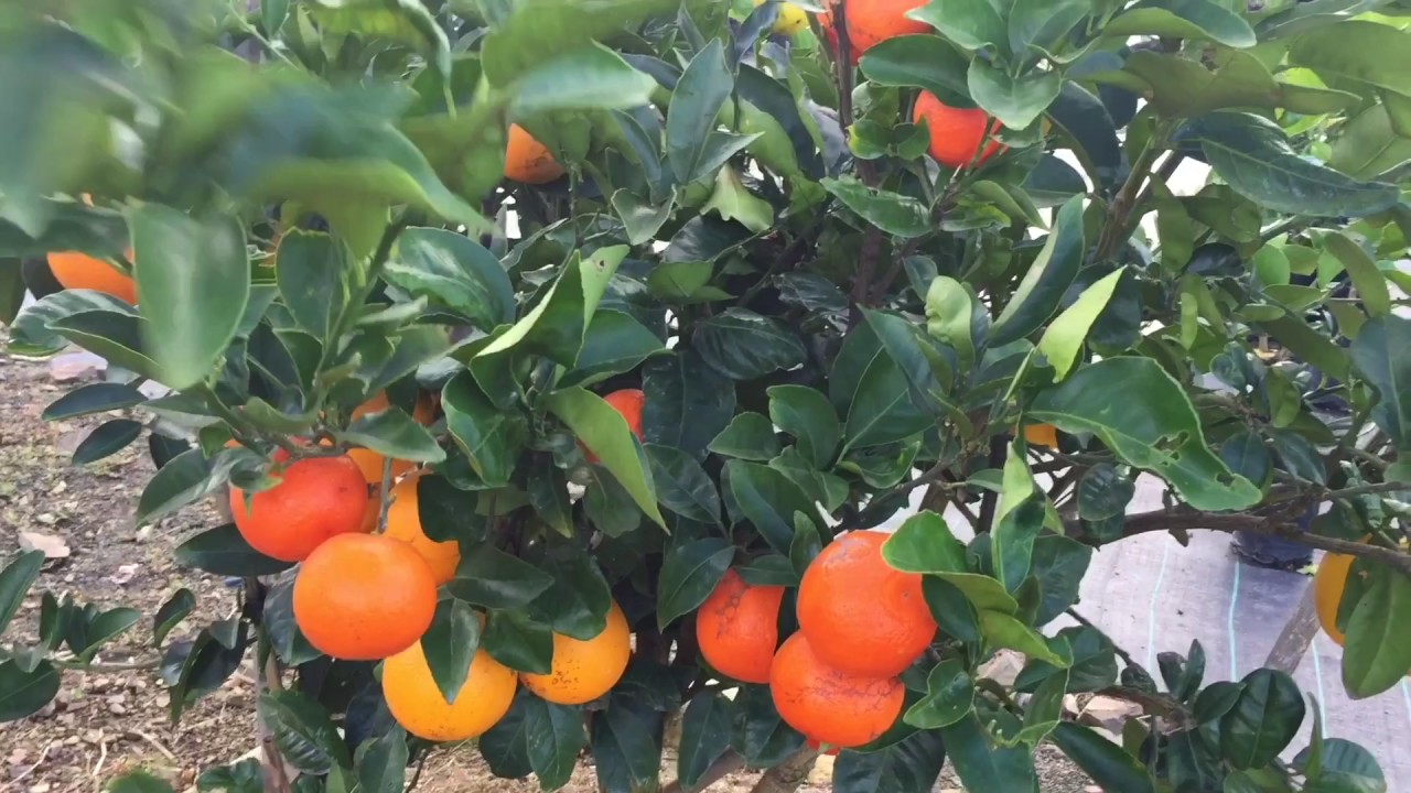 Weird You Have Seen Vegetable Plants Till Yet But See This Fruit Salad Tree Live Uttar Pradesh