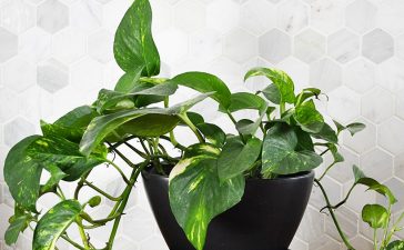 Indoor plant, Money plant, Pothos ivy, Pollutants, Pollutants at home, Pollutants inside home, Chloroform, Benzene, Cancer, Health news, Lifestyle news