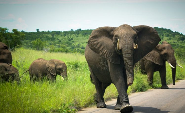 Elephant, Four year old girl, Jalpaiguri, West Bengal, Weird news, Offbeat news