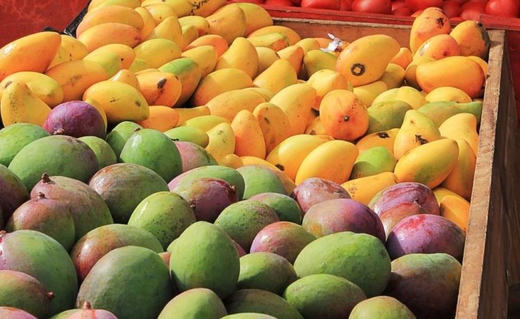 There is often a dilemma in the minds of mango enthusiasts whether ...